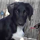 Jake was adopted in November, 2005